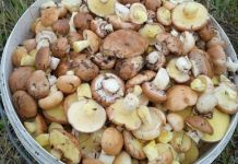 В лесах Пензенской области появились летние грибы