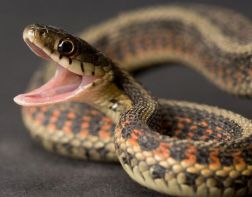 “Это теперь ее квартира”: житель Пензы обнаружил на своей кухне змею