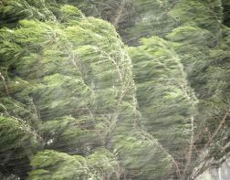 В Пензе ждут ураган, способный вырвать деревья с корнем