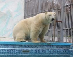 В пензенском зоопарке из вольера уберут белого медведя