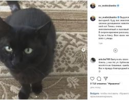 Мельниченко показал подписчикам своего кота