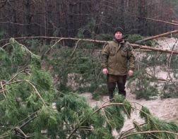 Пензенские леса очищают от поваленных деревьев
