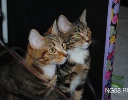 Творческий сезон в ЦКиД откроется выставкой кошек