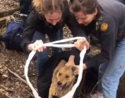 Пензенские спасатели достали собаку из  канализационного колодца