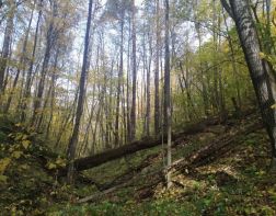 В лесах под Пензой продолжают теряться грибники