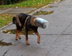 Зареченцы спасли собаку с бутылкой на голове
