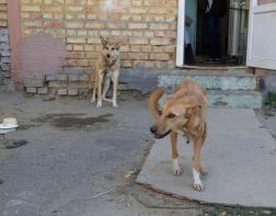 Пензенцы: стая бродячих псов на ГПЗ стала больше