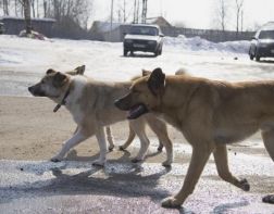 В Пензе на отлов безнадзорных животных выделено 240 тыс рублей