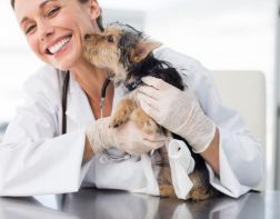 31 августа - День ветеринарного работника