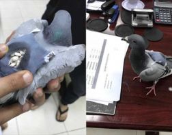 В Кувейте поймали голубя c рюкзачком наркотиков