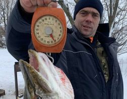 ﻿﻿Пензенский рыбак поймал гигантскую щуку