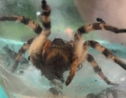 Пензенец поймал возле дома огромного паука 