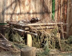 Редкое явление: в Пензенском зоопарке грифы высиживают яйцо