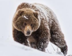Медведь из пензенского цирка напугал жителей Ижевска