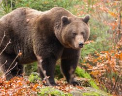 Пензенцы говорят о медведях, появившихся в наших лесах