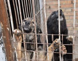 20 млн рублей выделят на создание приютов для собак в Пензенской области