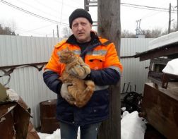 Кузнечанин спас кота, просидевшего на столбе более 2 суток