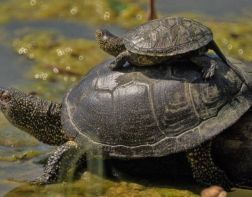 В пензенских водоемах поселились редкие черепахи