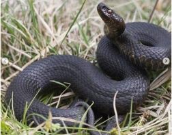 В Пензе 5 человек стали жертвами змей
