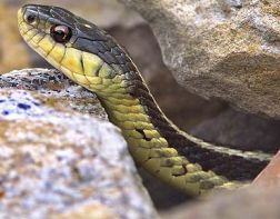 В Пензе из-за погоды стало больше ядовитых змей