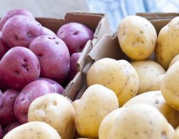 ﻿Производители предложили сетям пустить в продажу картофель «экономкласса»