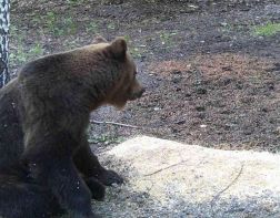 В Пензенской области сфотографировали медведя
