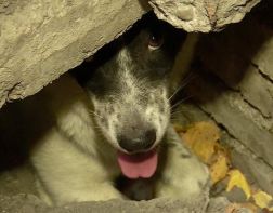 ﻿Пензенцы пытаются спасти застрявшую в подвале собаку 