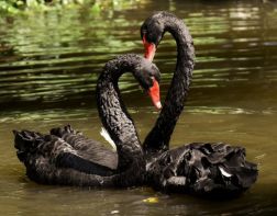 В Пензенском зоопарке черному лебедю нашли пару