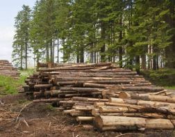 В Пензенской области вырубили лес на 700 миллионов