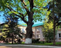 Пензенский дуб может стать главным российским деревом 2024 года
