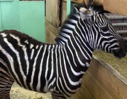 ﻿﻿﻿﻿В Пензенский зоопарк зебре Мартину привезли невесту
