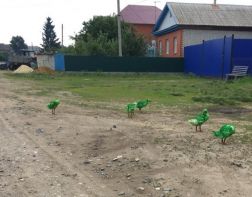 В Пензенской области появились зеленые гуси