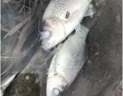 В Пензе у Ростка плавает мертвая рыба
