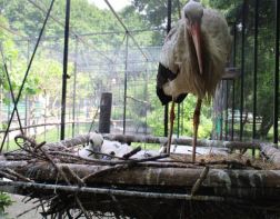 В Пензенском зоопарке появились два птенца белого аиста