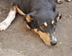 За отрубленный собаке хвост житель области заплатит 7 тысяч рублей