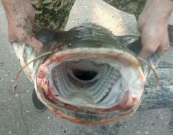 Пензенский рыбак поймал сома весом 31 килограмм 