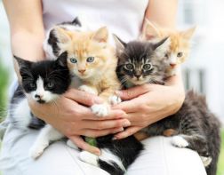 В Пензе стали лечить детей с помощью кошек