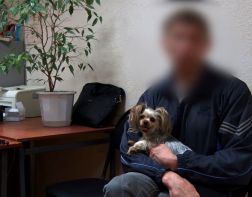 Пензенец может получить 2 года тюрьмы за кражу собаки