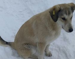 ﻿﻿В Пензенской области жестоко расправились с собаками