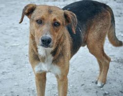Житель Пензенской области повесил собаку на заборе 