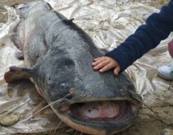  Пензенские рыбаки поймали сома в человеческий рост