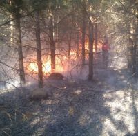 В Ахунах произошел лесной пожар