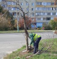 Вместо спиленных деревьев в Пензе высадят 5 тысяч новых